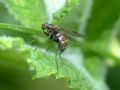 Chrysopilus cfr cristatus